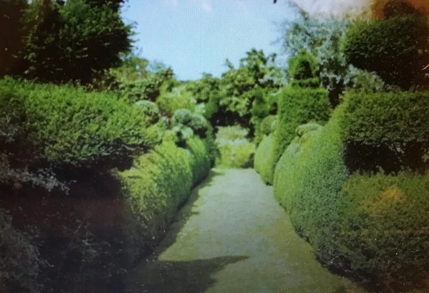 Hedge 2