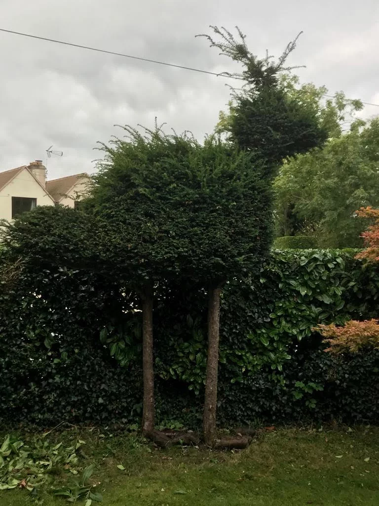 Hedge 3