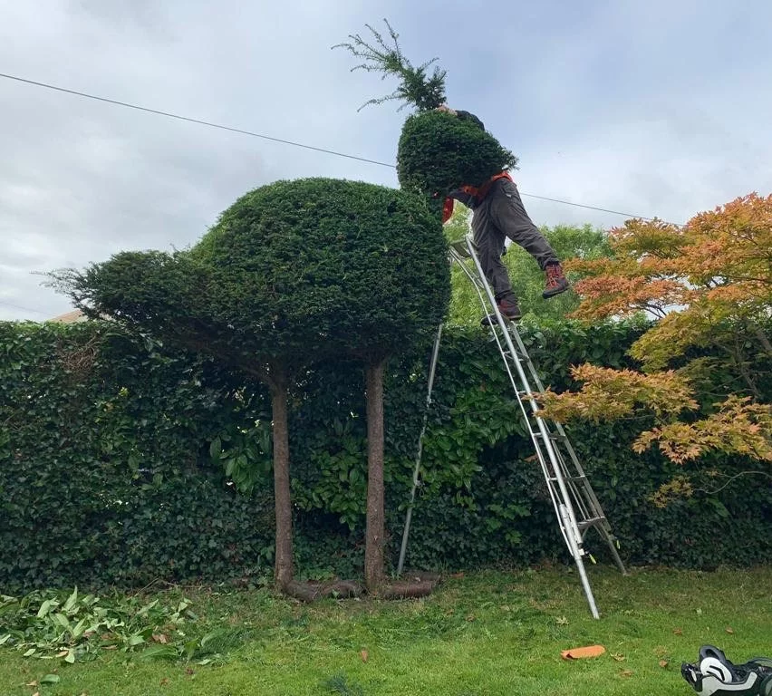 Hedge 4