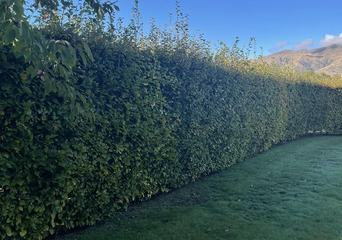 Hedge