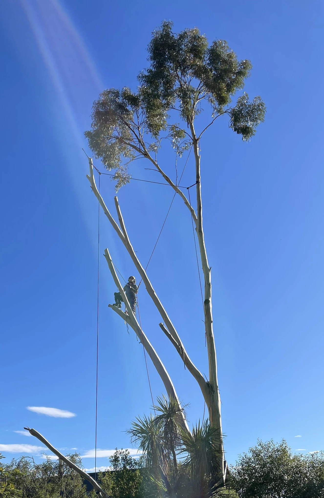 Tree 2