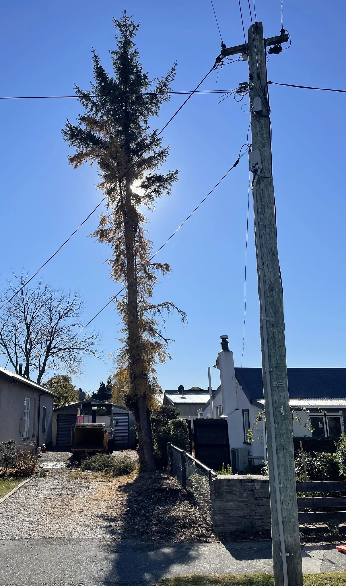 Tree 3